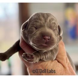Erin - Chocolate female Labrador Retriever puppy in Sullivan, Missouri from O’Dell Labs