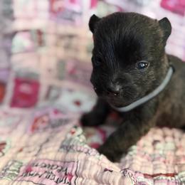 XOXO - Brindle male Cairn Terrier puppy in Lipan, Texas from Flyin G Cairns