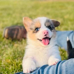 Riley - Blue merle and white male American Corgi puppy in Hale, Michigan from All Hale Corgis