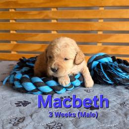 Macbeth - Cream male Labradoodle puppy in Genoa City, Wisconsin from Sakura Pups