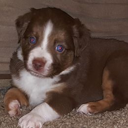 Miniature American Shepherd and Miniature Australian Shepherd Puppies from Skiba Mini Aussies