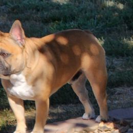 Bosley - French Bulldog