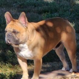 Bosley - French Bulldog