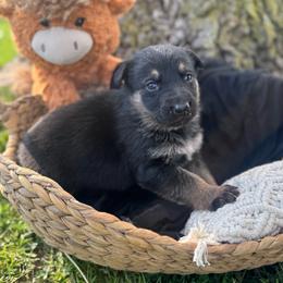 Cillian - Bi-color male German Shepherd puppy in Dover, Delaware from Fornax