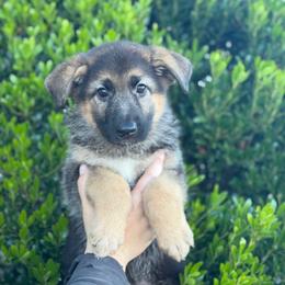 Blossom - Black and tan female German Shepherd puppy in Warwick, Rhode Island from Karma Kennels