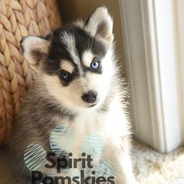 Samson - Tri-color male Pomsky puppy in Redding, California from Spirit Pomskies