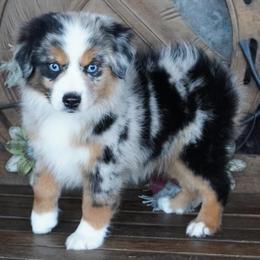 Boy 1 - Blue merle male Miniature Australian Shepherd puppy in Lawton, Oklahoma from Lindsey’s Aussies
