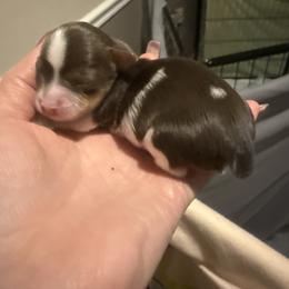 Murphy - Chocolate, tan and white male Yorkshire Terrier puppy in Florence, Kentucky from 4paws4ever by Design