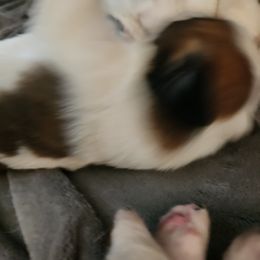 Saint Bernard Puppies from Amber's Saint Bernards