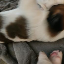 Saint Bernard Puppies from Amber's Saint Bernards