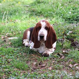 Indigo - All Clear - Black white and brown Basset Hound puppy in Morton, Mississippi from Magnolia Basset Hounds