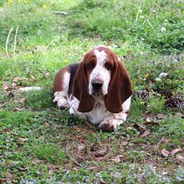 Indigo - All Clear - Black white and brown Basset Hound puppy in Morton, Mississippi from Magnolia Basset Hounds