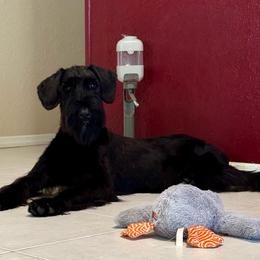 Luci - Black female Giant Schnauzer puppy in Wildomar, California from My Angel Schnauzers
