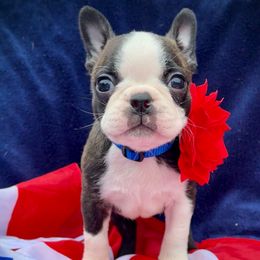 Mercy - Black brindle and white female Boston Terrier puppy in Rockville, Indiana from Blaze Of Glory Bostons & Frenchies