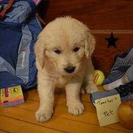 Boy 3 - Golden Retriever puppy from Lightning Oak Acres