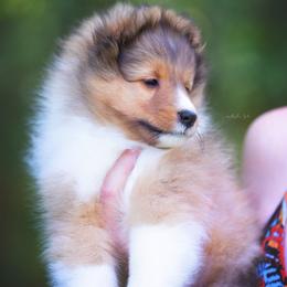 Shetland Sheepdog Puppies from Royal Tea Shelties