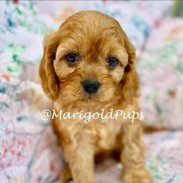 Elliot - Red male Cavapoo puppy in Liberty, Missouri from Marigold Pups