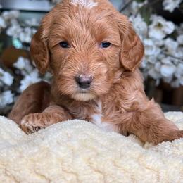 Zack - Apricot male Goldendoodle puppy in Yuciapa, California from AlltheDoodlez_