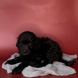 Girl 2 - Black female Assorted Doodle Crosses puppy in Waco, Georgia from Huff Family Doxies & Doodles