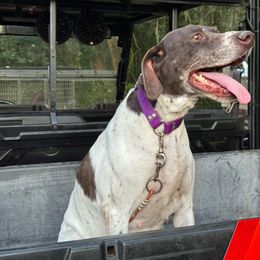 Maggie - German Shorthaired Pointer