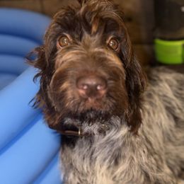 German Shorthaired Pointers and Wirehaired Pointing Griffons from County Line Pointers