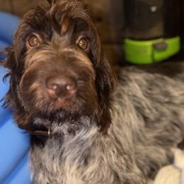 German Shorthaired Pointers and Wirehaired Pointing Griffons from County Line Pointers