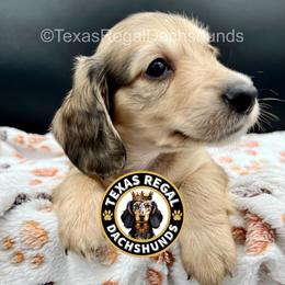 Biscuit 3500 - Cream male Dachshund puppy in Houston, Texas from Texas Regal Dachshunds LLC