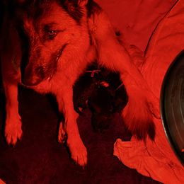 Male 2 pick - Black and tan male German Shepherd puppy in La Salle, Colorado from Pure Heart German shepherds