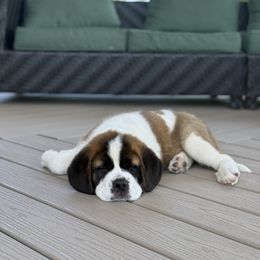 Companion Cross and Saint Bernard Puppies from Coleman Saint Bernards of Ohio