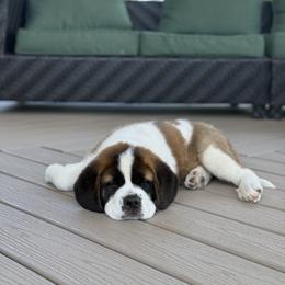 Companion Cross and Saint Bernard Puppies from Coleman Saint Bernards of Ohio