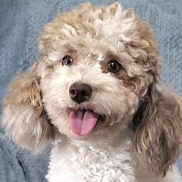 Gracie - Poodle