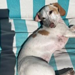Immy - Dachshund