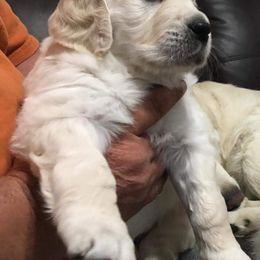 Golden Retriever Puppies from Promised Love Goldens