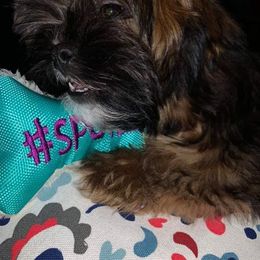 Shih Tzu All Grown Up from Wilson Kennel