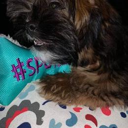 Shih Tzu All Grown Up from Wilson Kennel