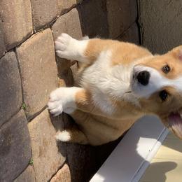 Cardigan Welsh Corgi Puppies from Penfro Corgis