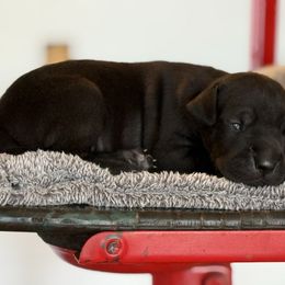 Ray-Ban - Black male Great Dane puppy in Reno, Nevada from Good Dog Danes