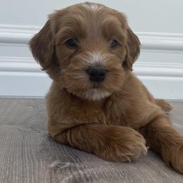 Australian Labradoodle Puppies from Kings Labradoodles