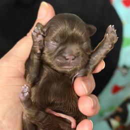 Girl 2 - Liver female Shih Tzu puppy in Berkeley Springs, West Virginia from Sandridge Shih Tzus