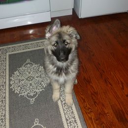 Shiloh Shepherd Puppies from Solace Shilohs