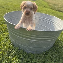 Boy 4 - Orange roan male Brittany puppy in Shinnston, West Virginia from Brookfield Farm Brittanys LLC