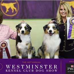 Miniature American Shepherd Puppies from Abington Miniature American Shepherds