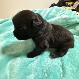 McGraw - Black male Newfoundland puppy in Shepherd, Montana from Crystal Waters Newfoundlands