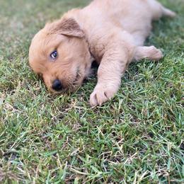 Golden Retriever Puppies from Washington Lakeside Goldens
