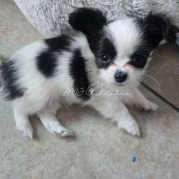 Bolt - Black and white male Chihuahua puppy in Albuquerque, New Mexico from JVJ Chihuahua