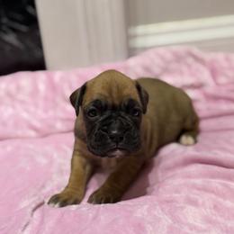 Girl 1 - Fawn female Boxer puppy in Prestonsburg, Kentucky from Bre’s Boxers