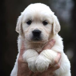 Sweetheart - Light golden female Golden Retriever puppy in Hagerstown, Maryland from Pinewood Acres Goldens