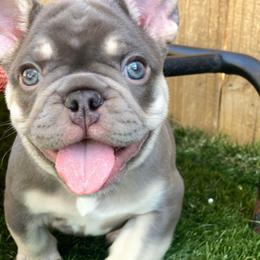 Bolt - French Bulldog puppy in League City, Texas from Baby Bear Frenchies