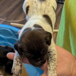Girl 1 - Black and white female German Shorthaired Pointer puppy in Appleton, Wisconsin from Kay Quaintance's German Shorthaired Pointers
