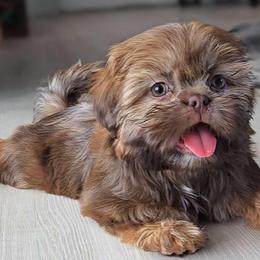AKC Chocolate & Tan Dobie Female - Chocolate and tan female Shih Tzu puppy in Las Vegas, Nevada from Beirin Breige Shih Tzus